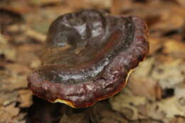 Image of lingzhi mushroom