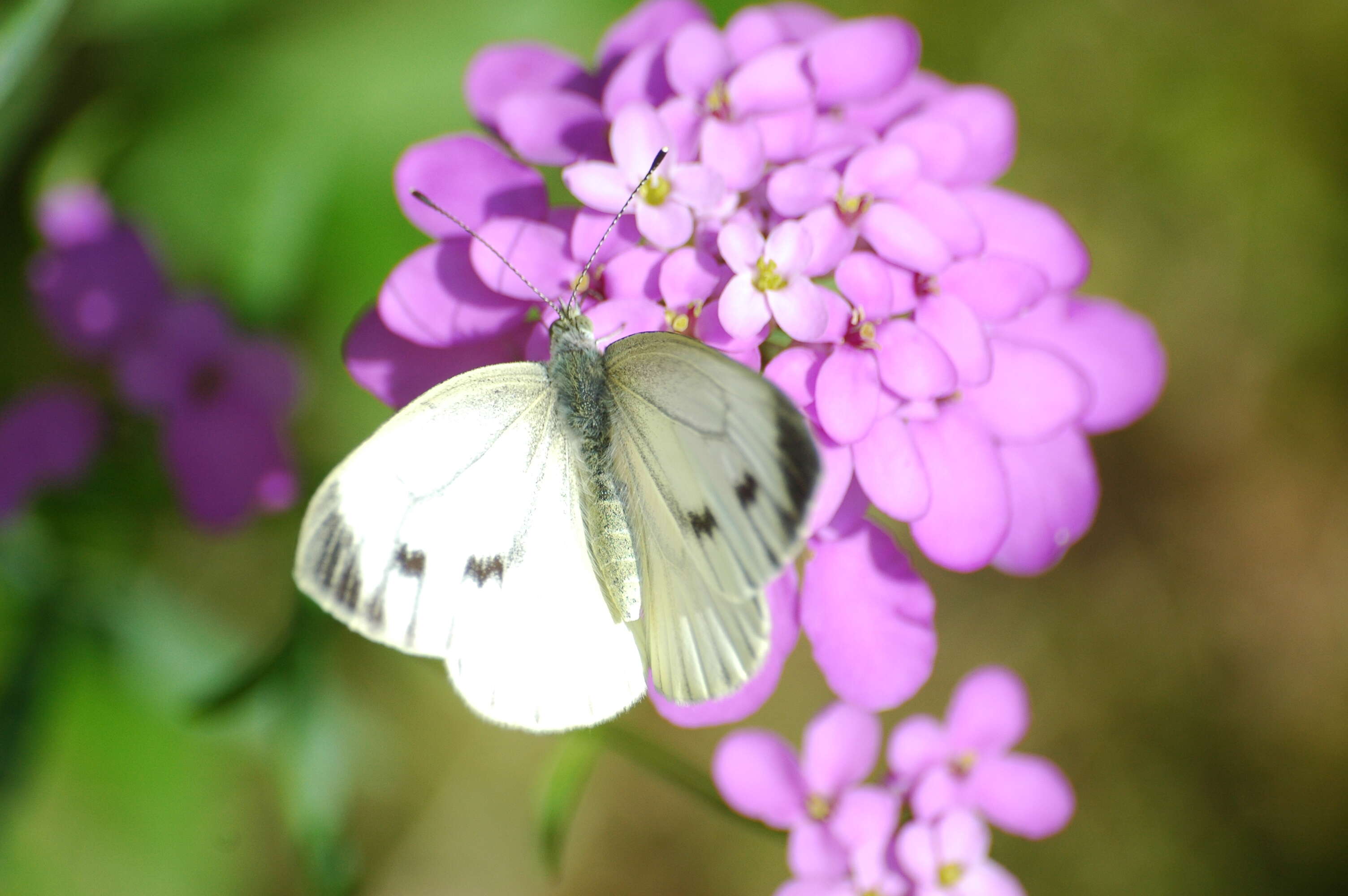 Plancia ëd Iberis umbellata L.