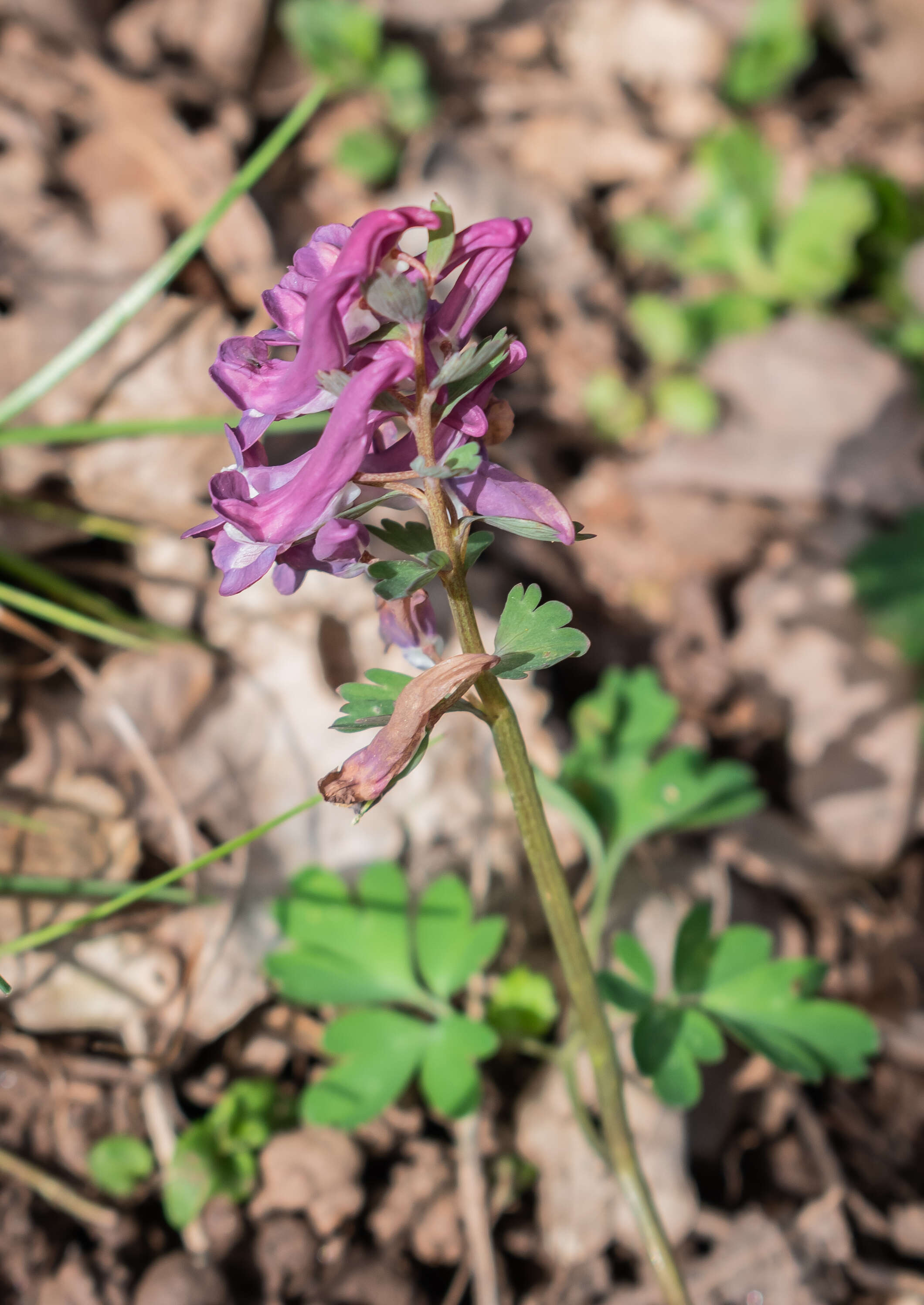 Plancia ëd Corydalis solida (L.) Clairv.