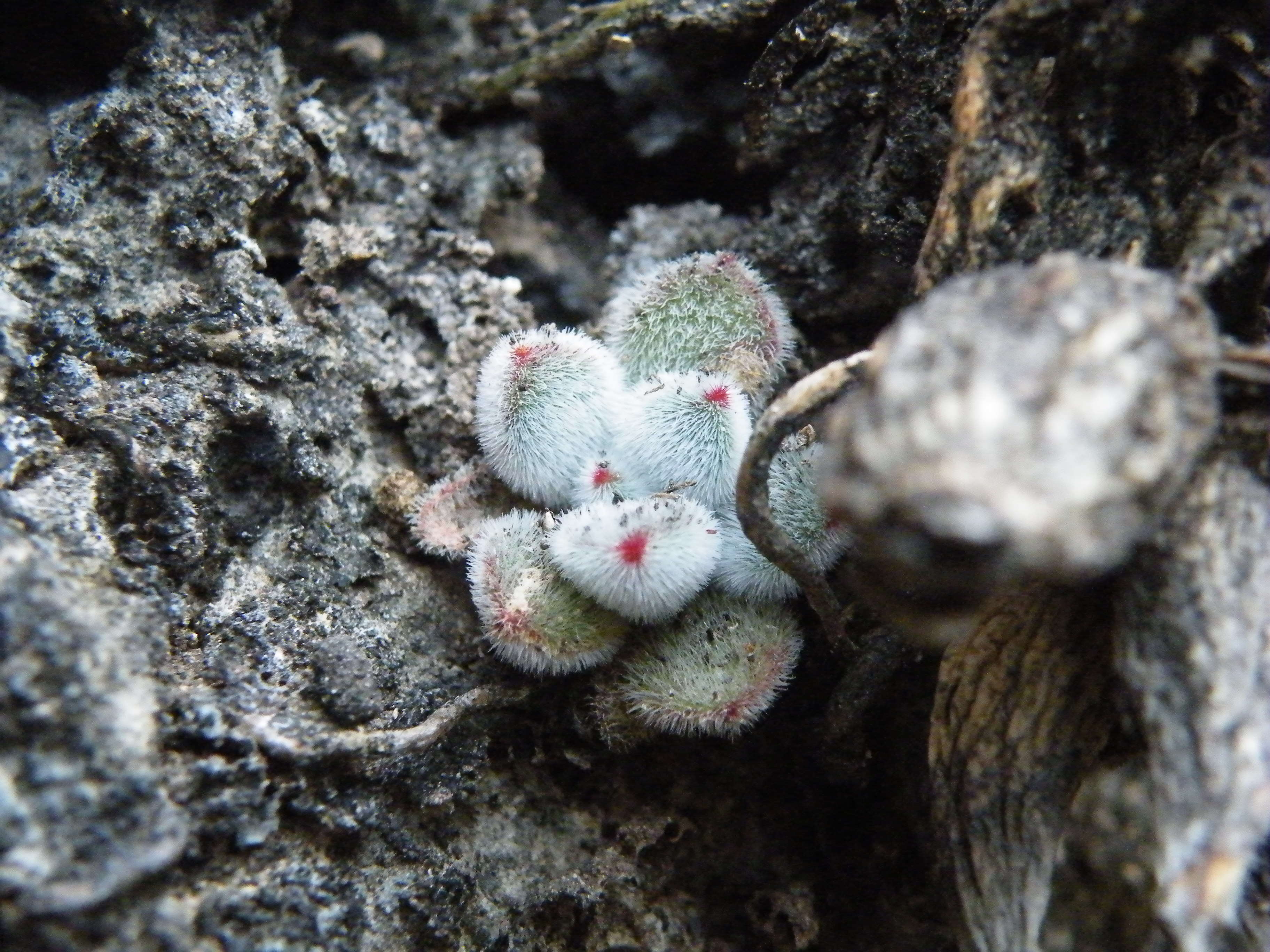 Image of Echeveria pulvinata Rose