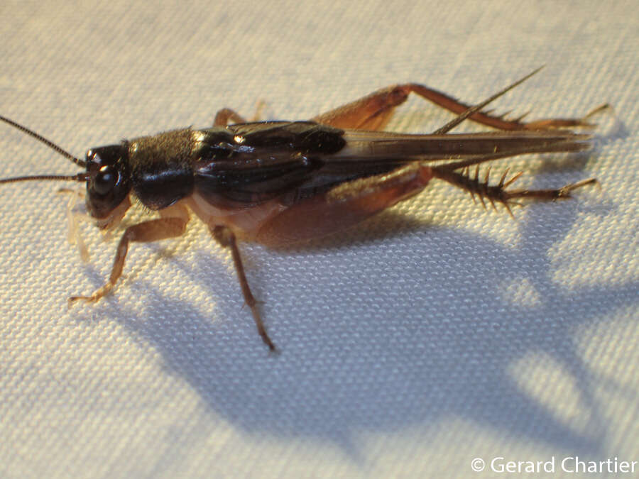 Image of winged bush crickets