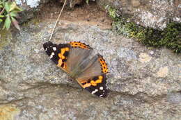 Image of Asian Admiral