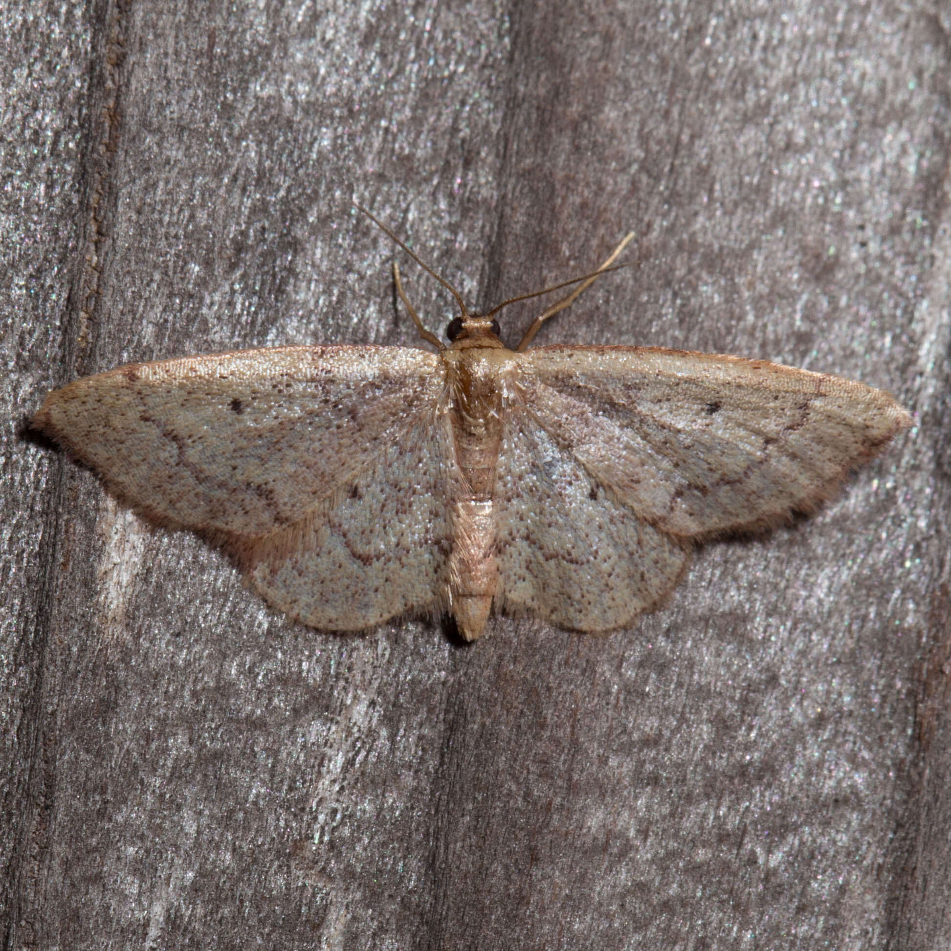 Image of Idaea eremiata Hulst 1887