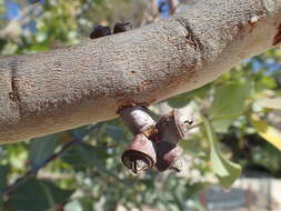 Image of Eucalyptus mooreana Maiden