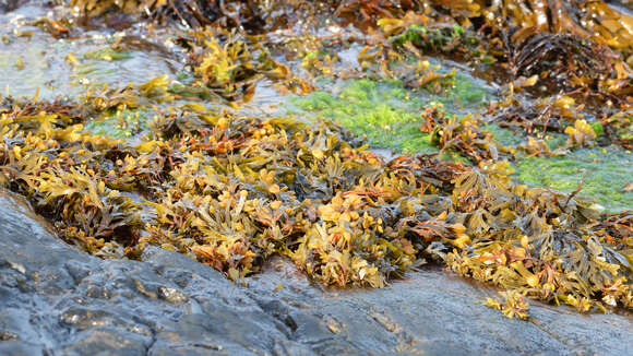 Image of Bladder Wrack