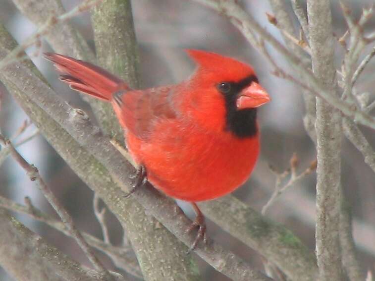 Image of Cardinalis Bonaparte 1838