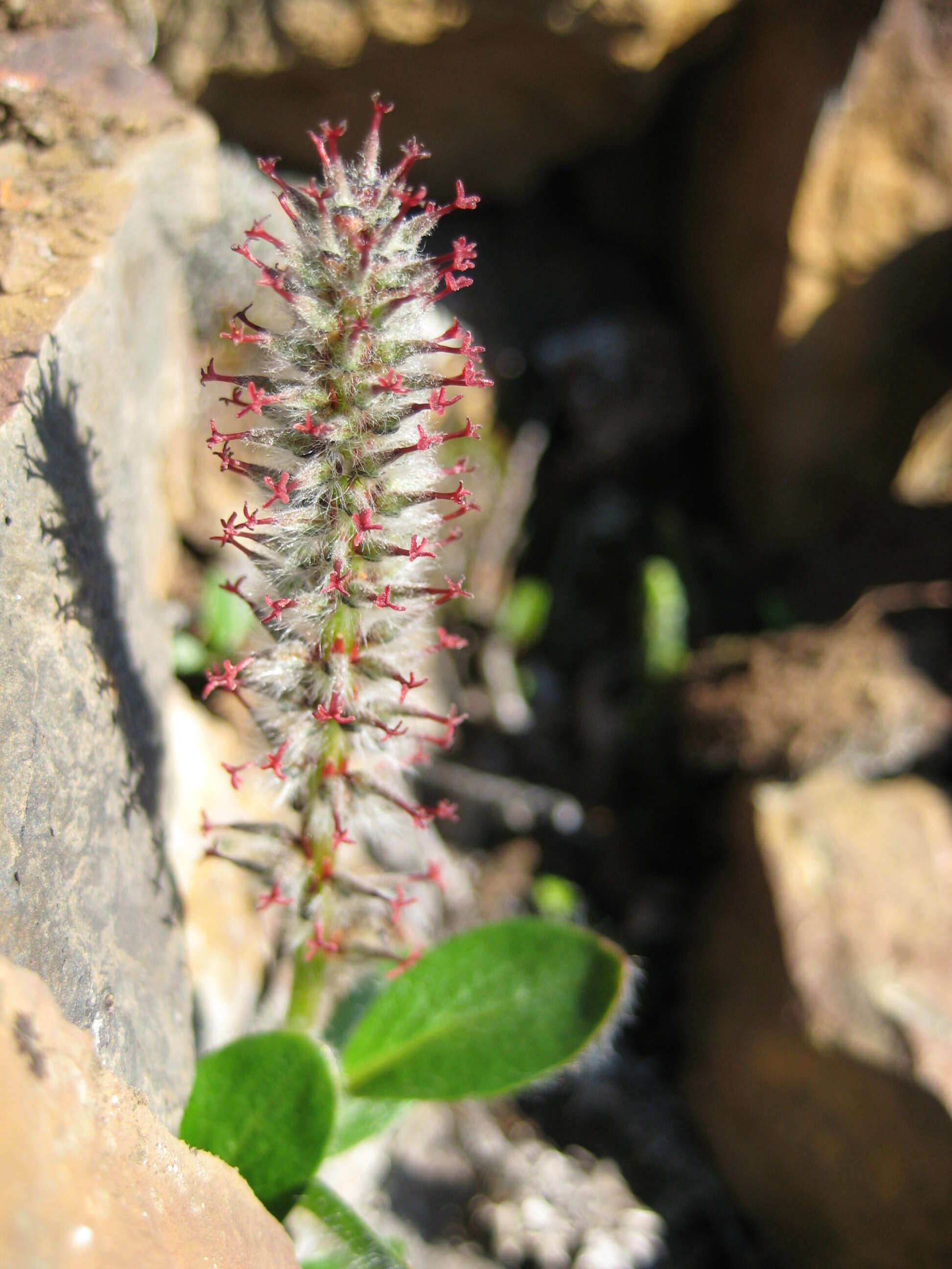 Слика од Salix arctica Pallas