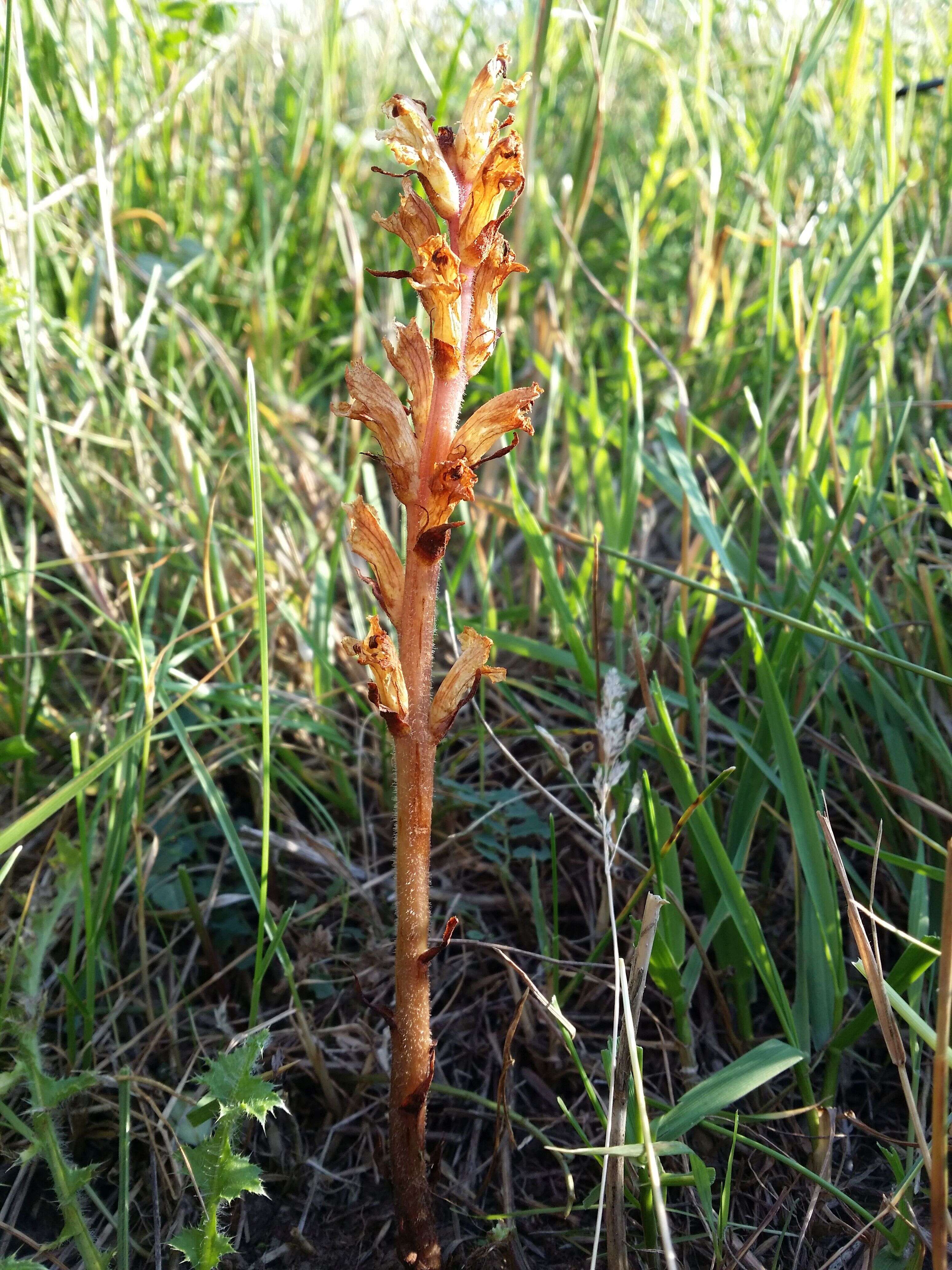 Imagem de Orobanche reticulata Wallr.