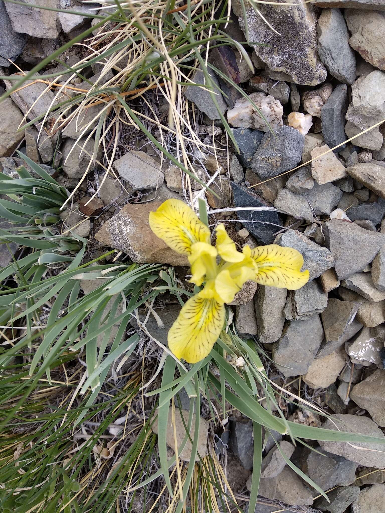 Image of Iris potaninii Maxim.