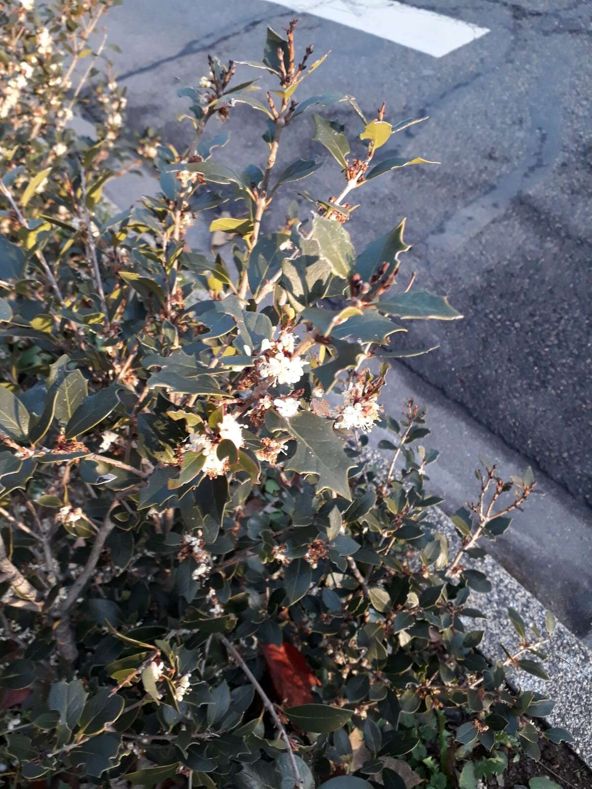 Image of holly osmanthus