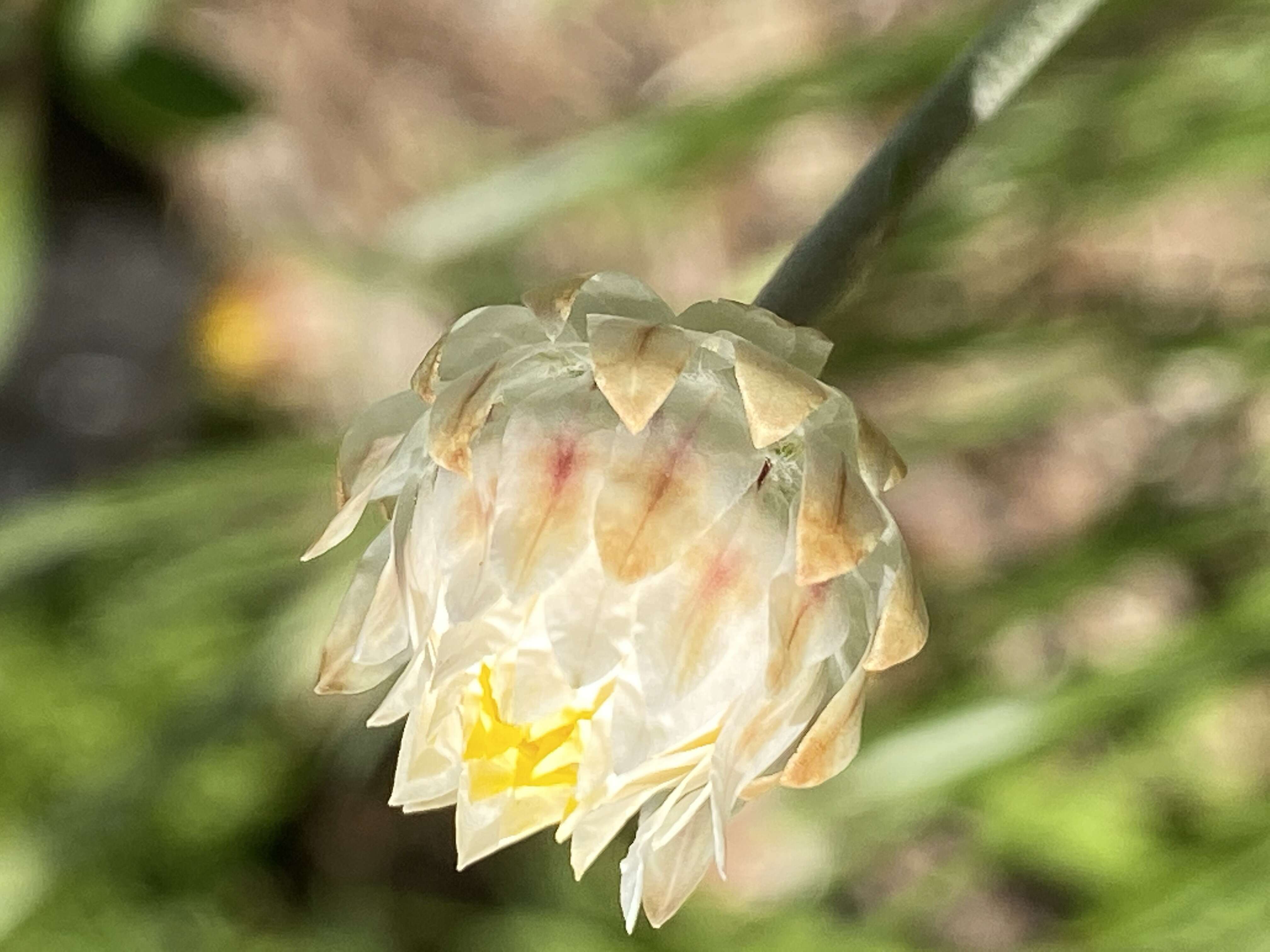 Слика од Leucochrysum albicans (A. Cunn.) P. G. Wilson