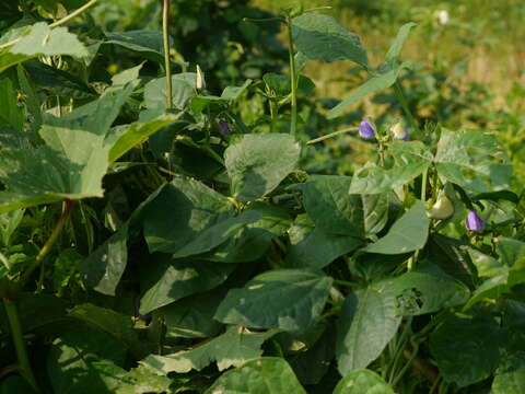 Image of blackeyed pea