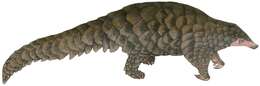 Image of Indian Pangolin