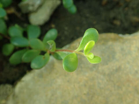 Kalanchoe manginii resmi