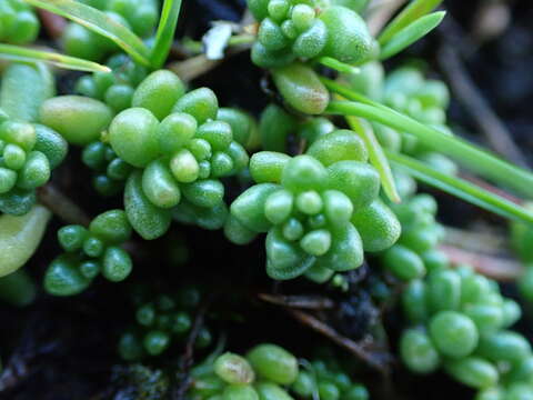 Image of White Stonecrop