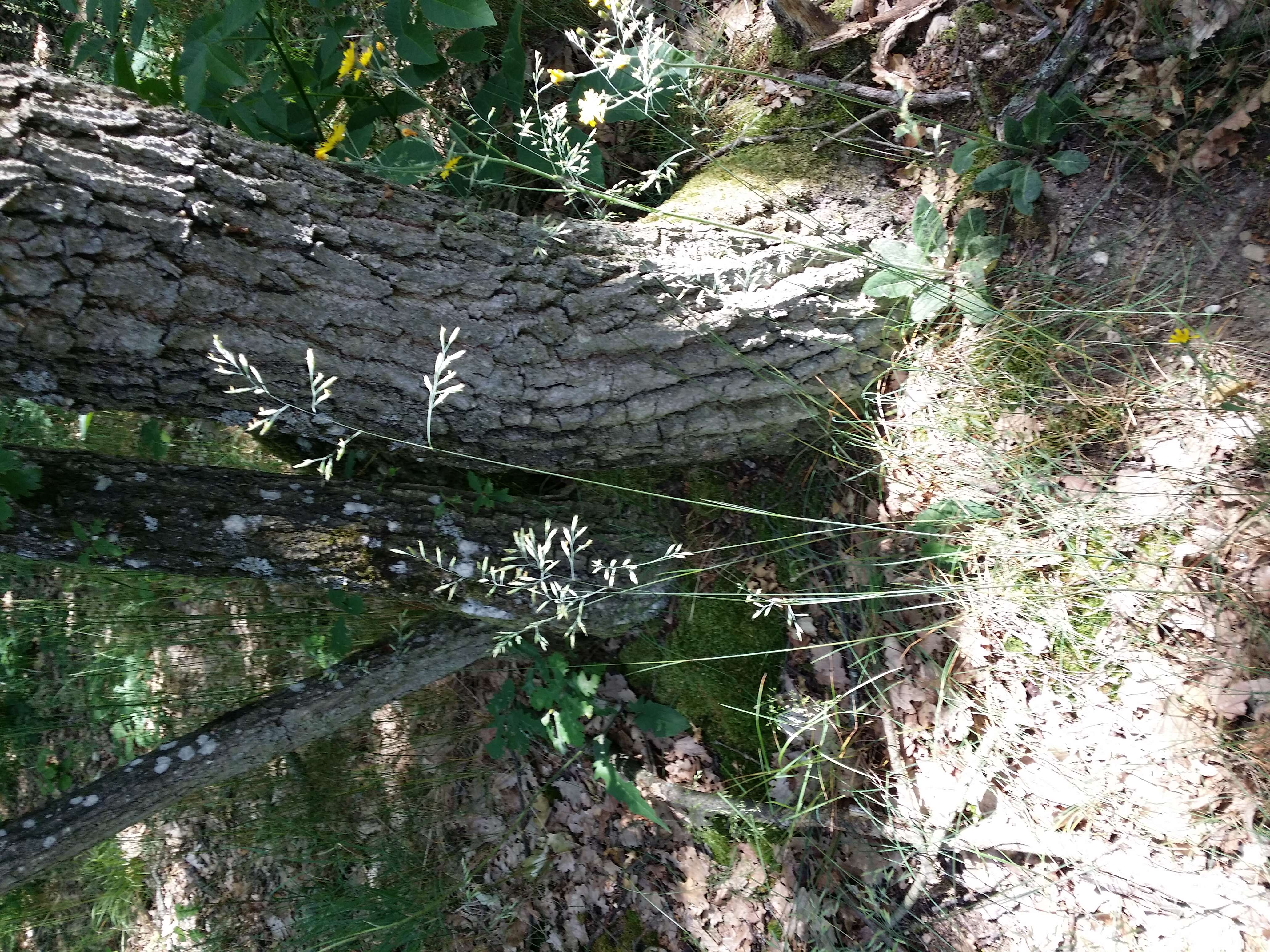 Image of red fescue