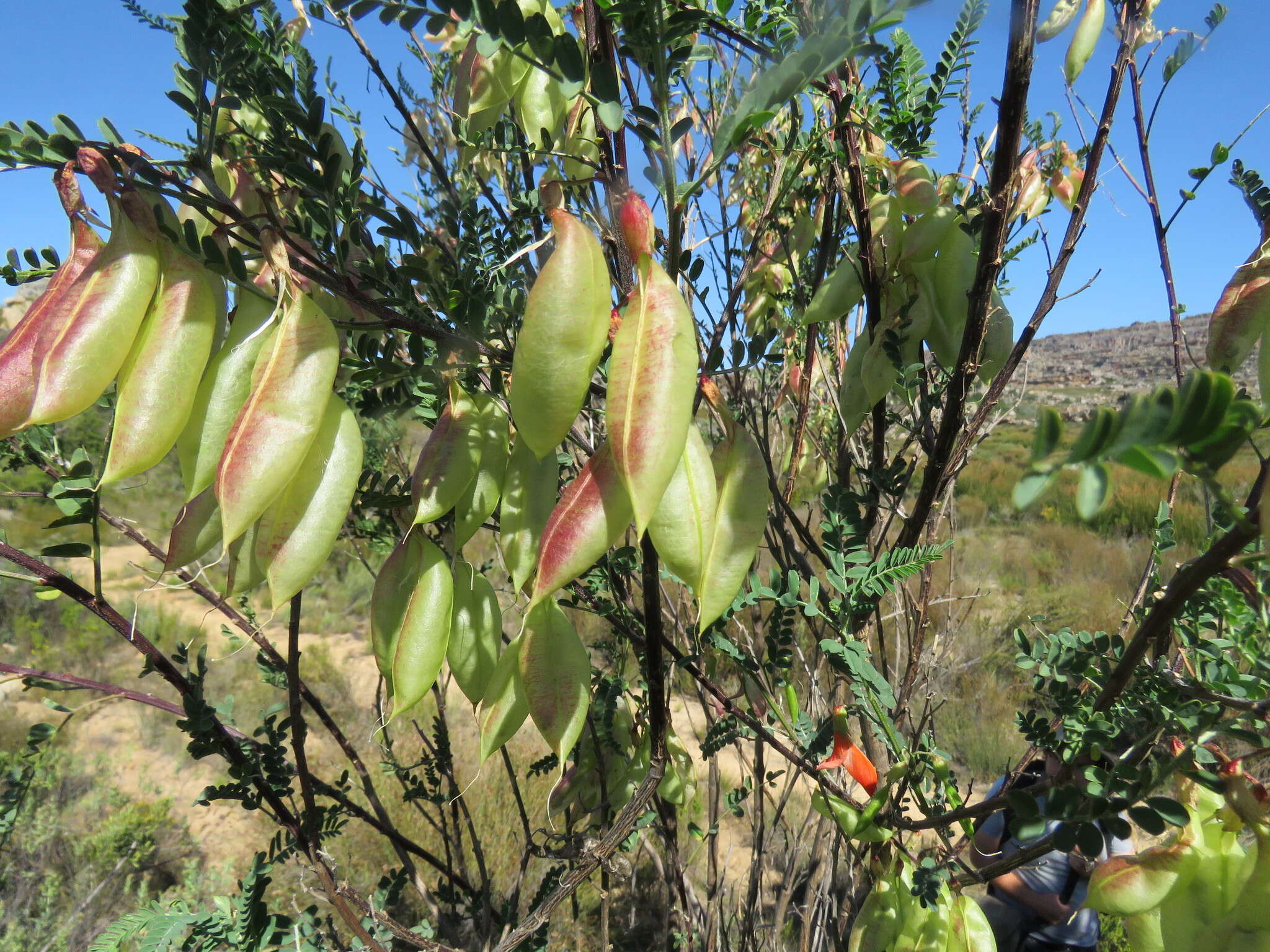 Imagem de Lessertia frutescens