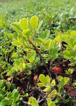 Image of bearberry