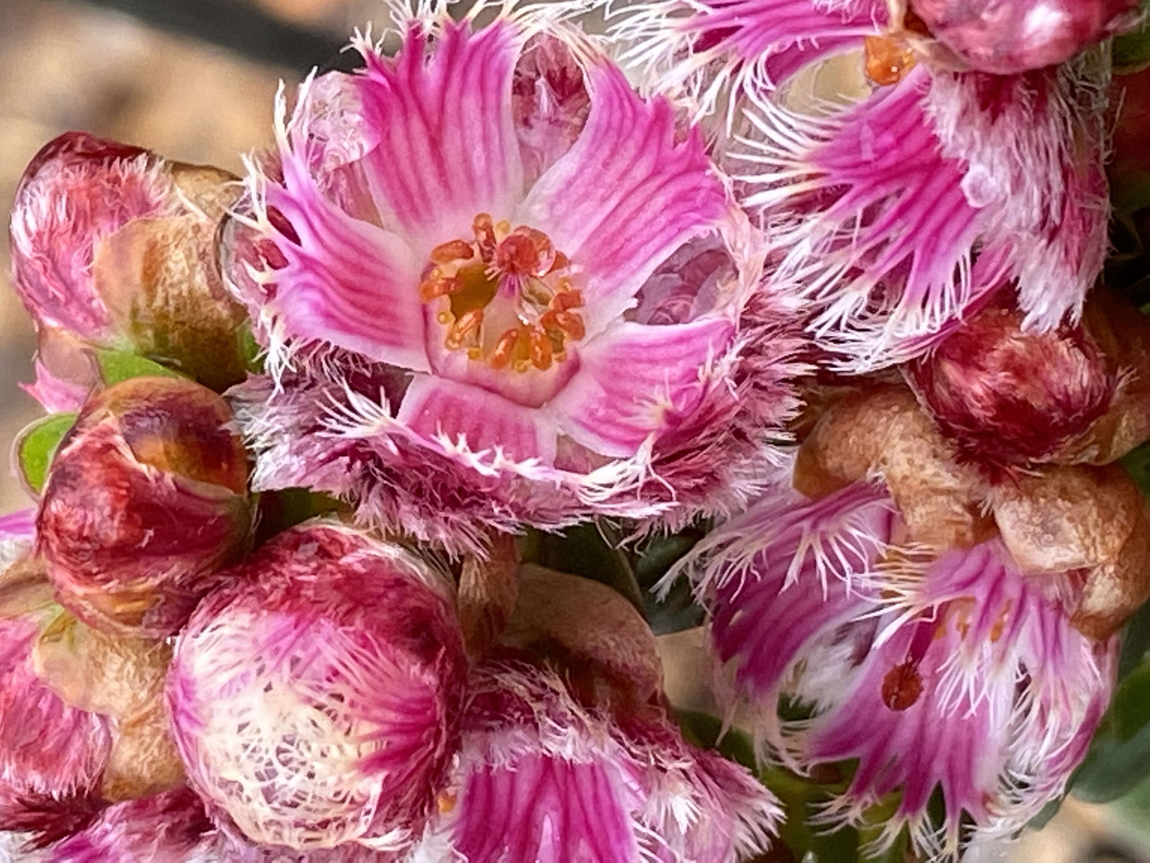 Image of Verticordia ovalifolia Meissn.