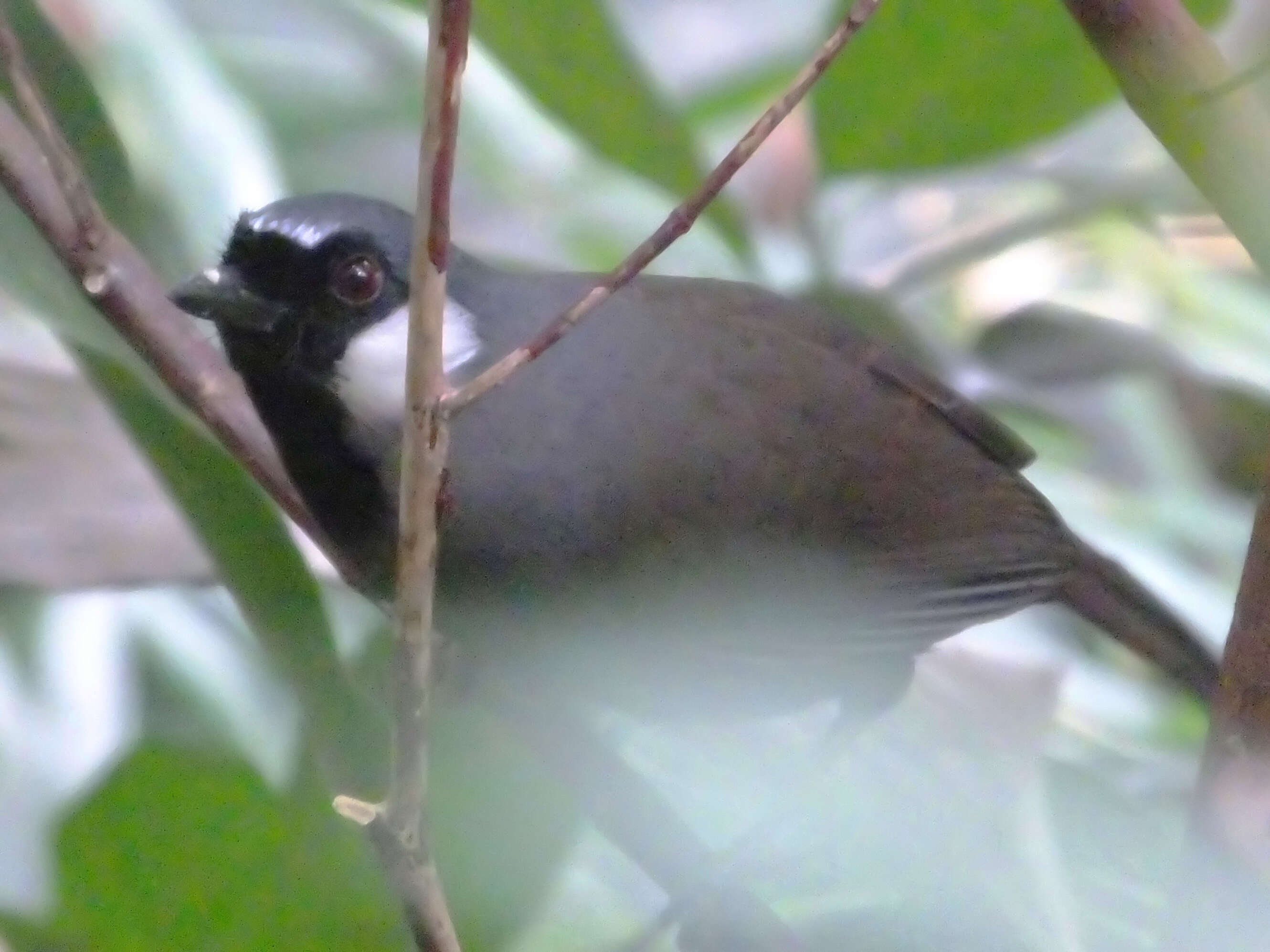 Image of Garrulax chinensis