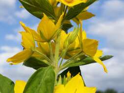 Image of Dotted Loosestrife