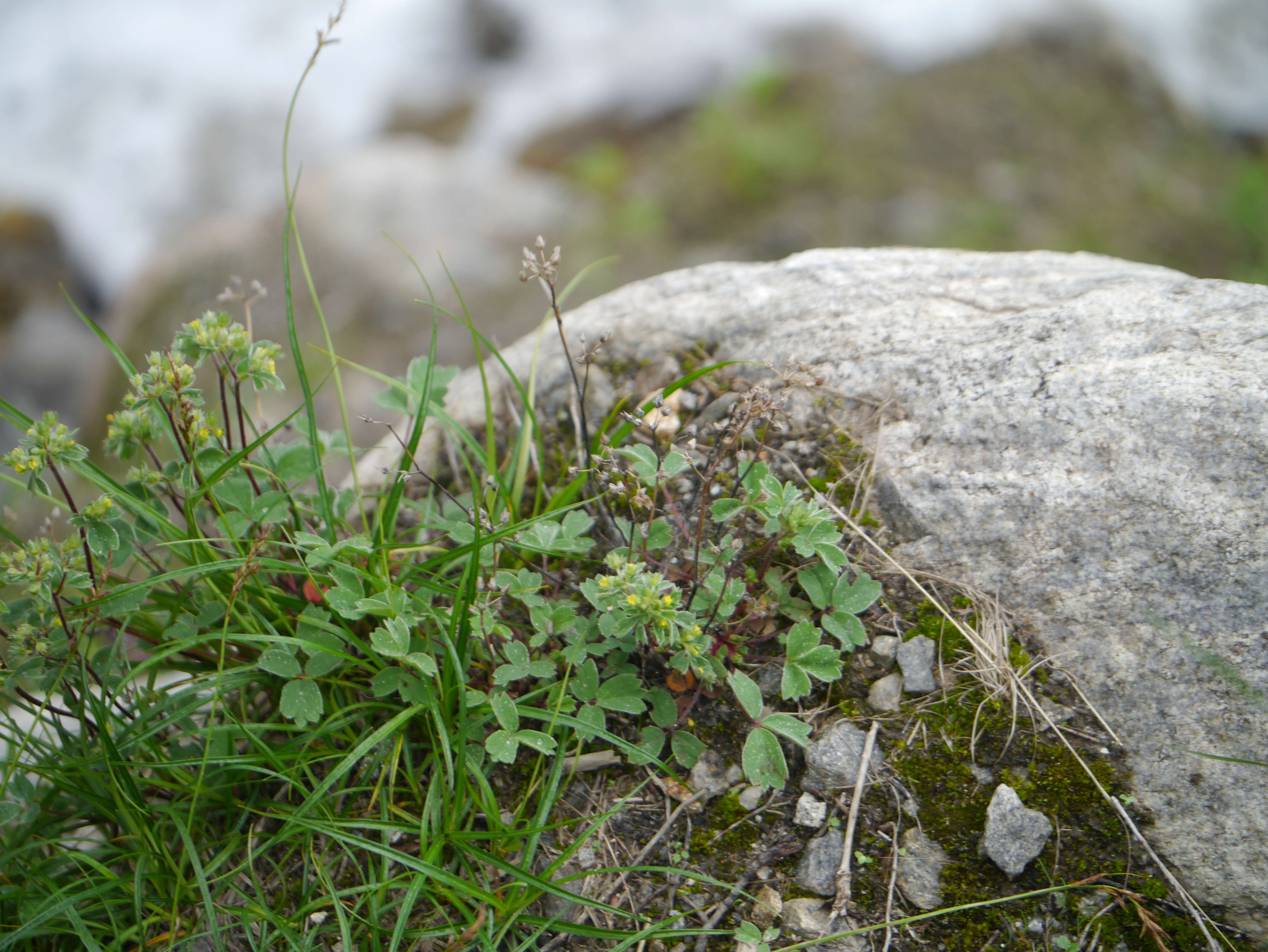 Image of Sibbaldia parviflora Willd.