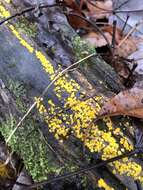 Image of Yellow fairy cup