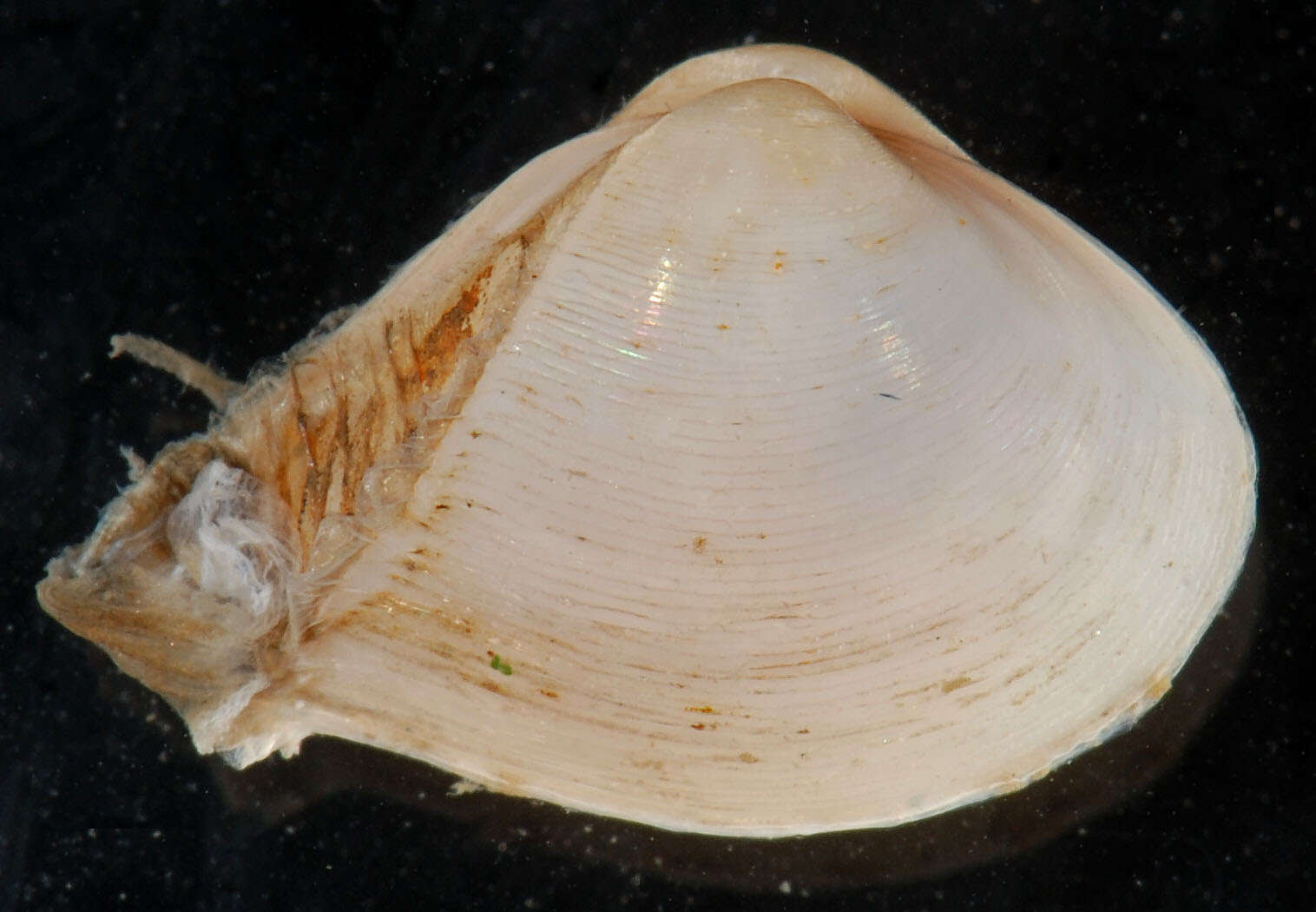 Image of dwarf surfclam