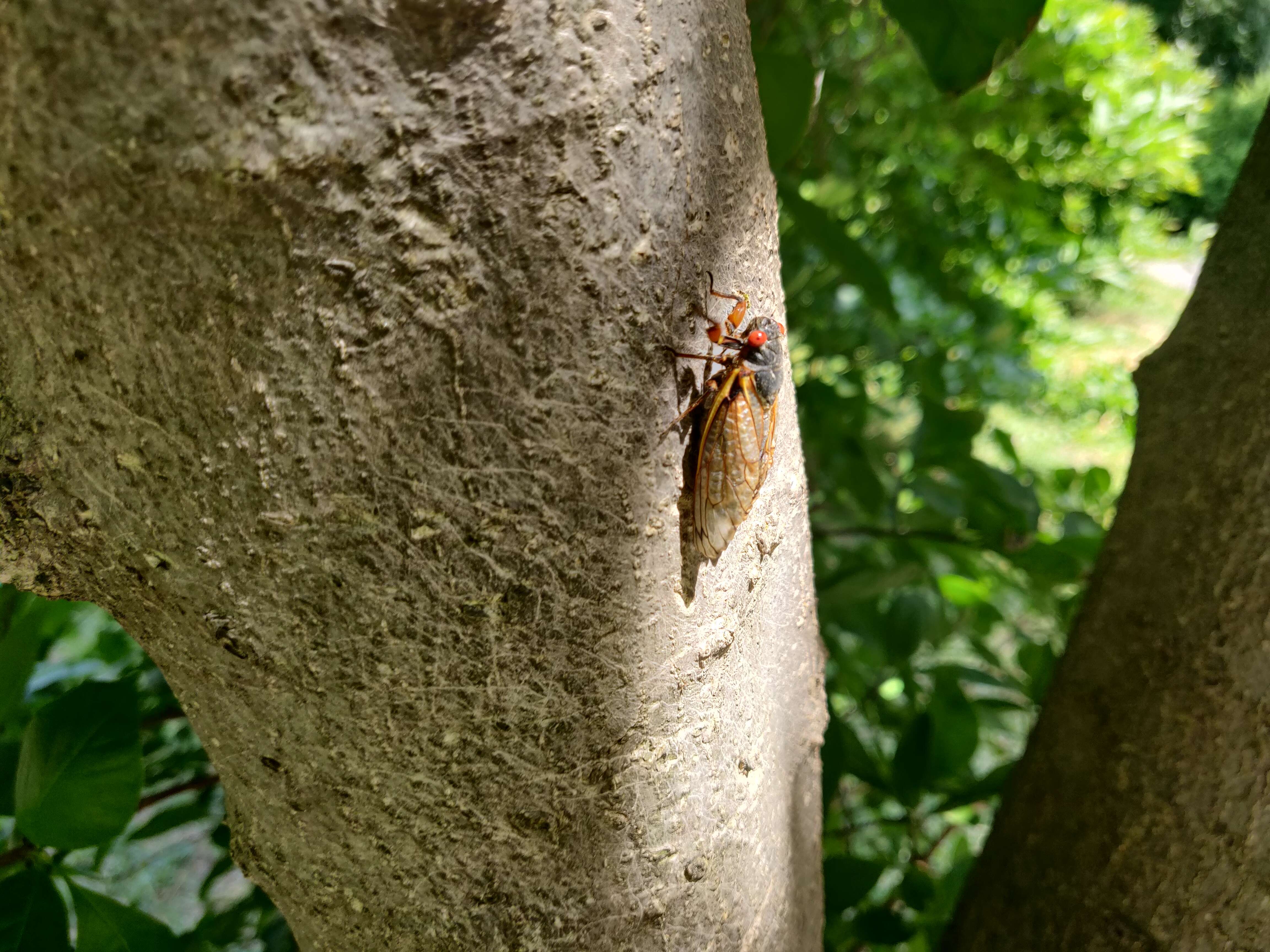 Image of Cicada