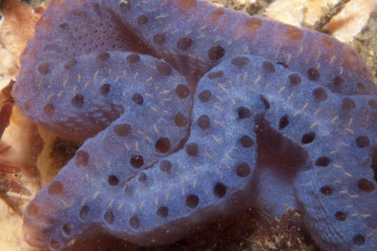 Image of Sycozoa cerebriformis (Quoy & Gaimard 1834)