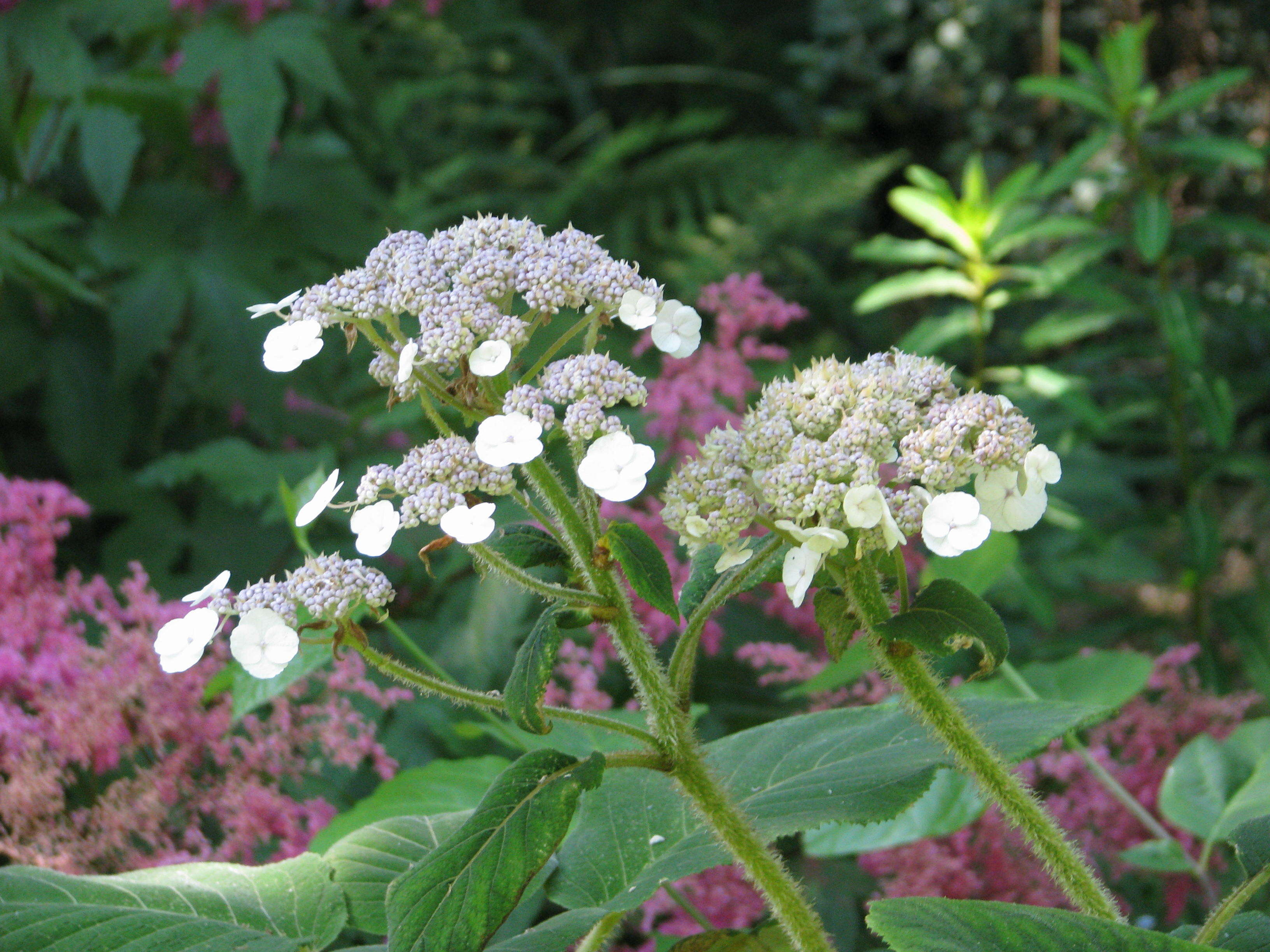 Image of Hydrangea aspera Buch.-Ham. ex D. Don