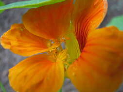 Image of nasturtium