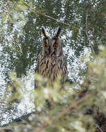 Image of Long-eared Owl