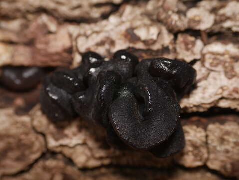 Image of Black Witches' Butter