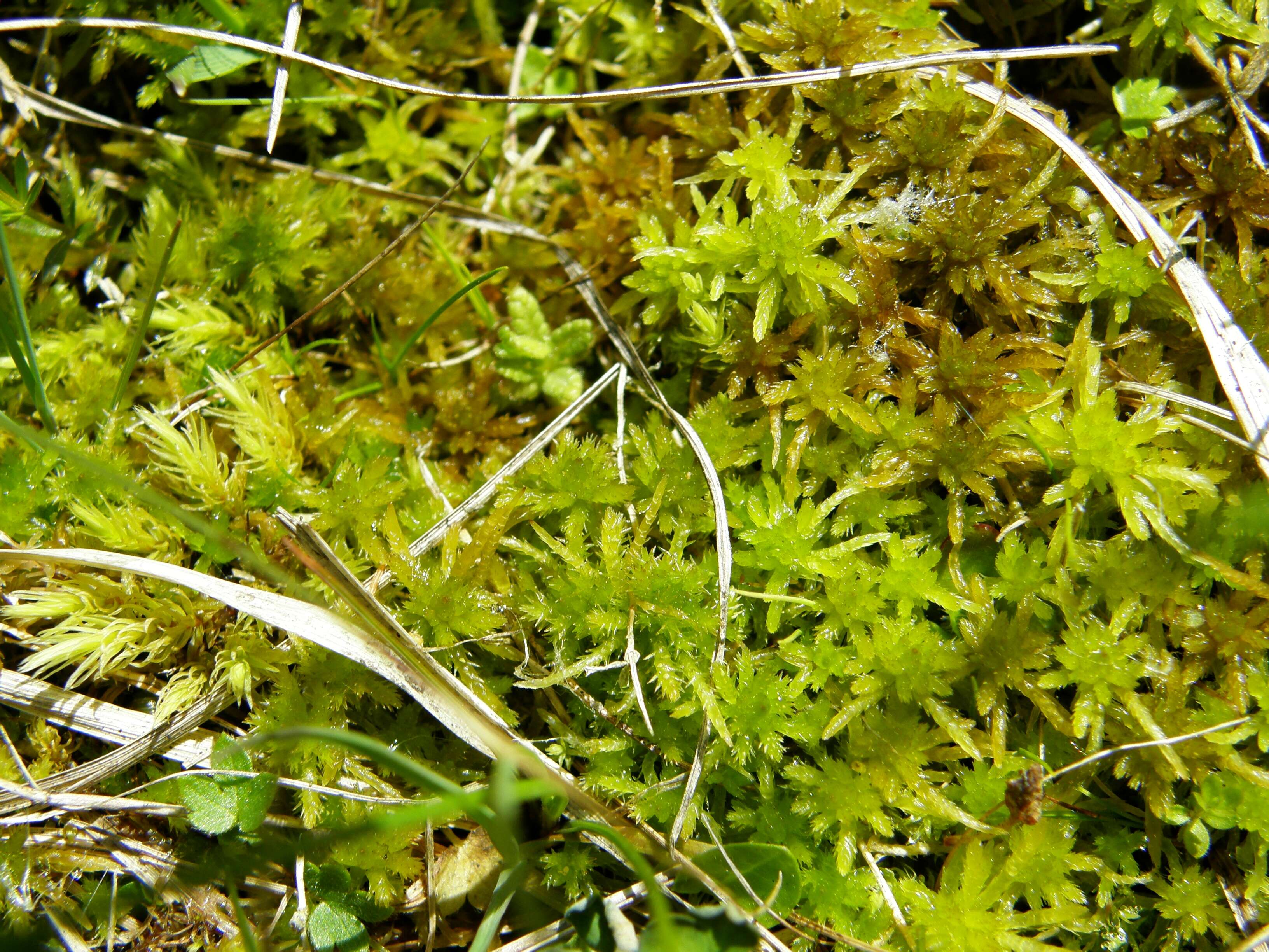 Imagem de Sphagnum recurvum Palisot de Beauvois 1805