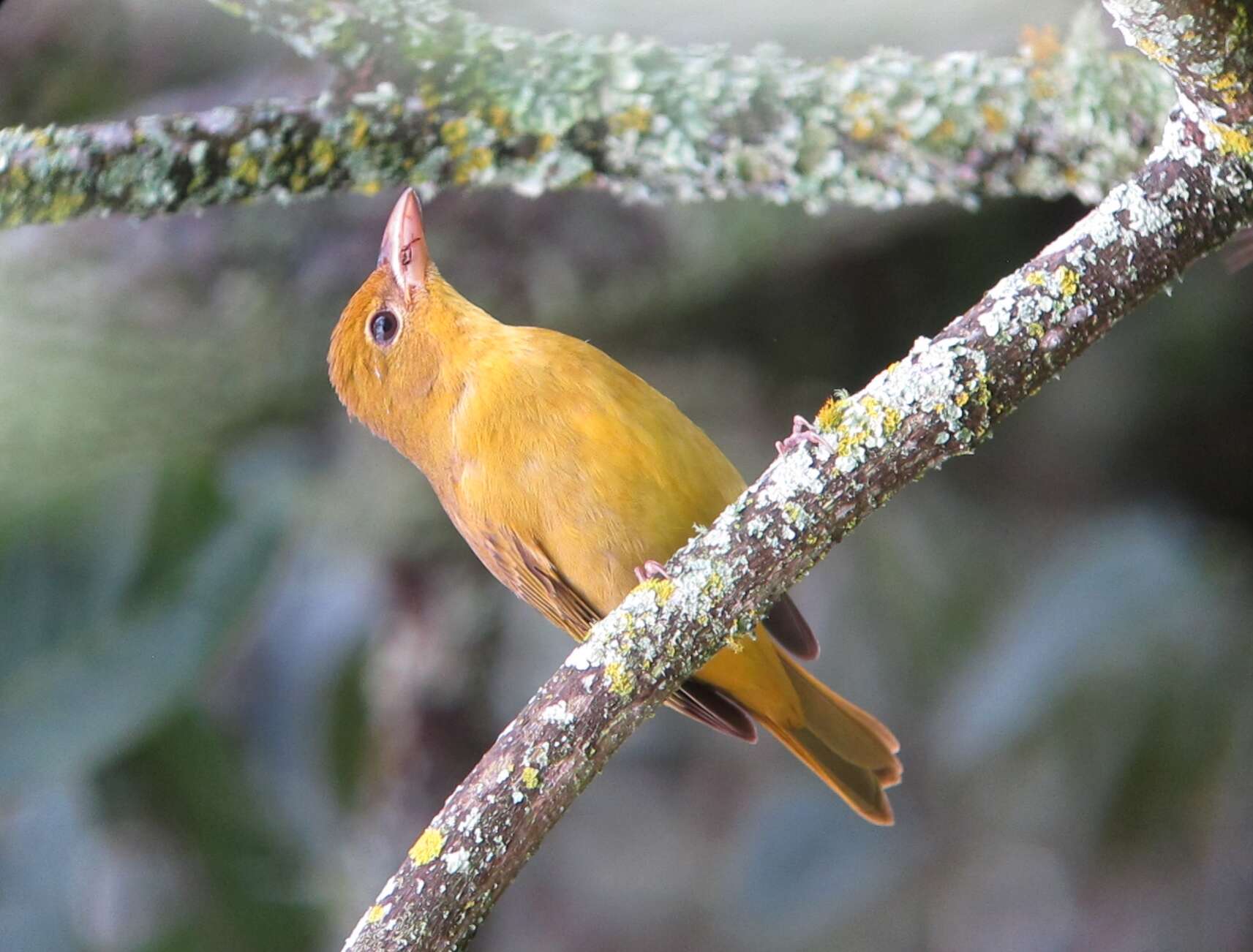 Image of Summer Tanager