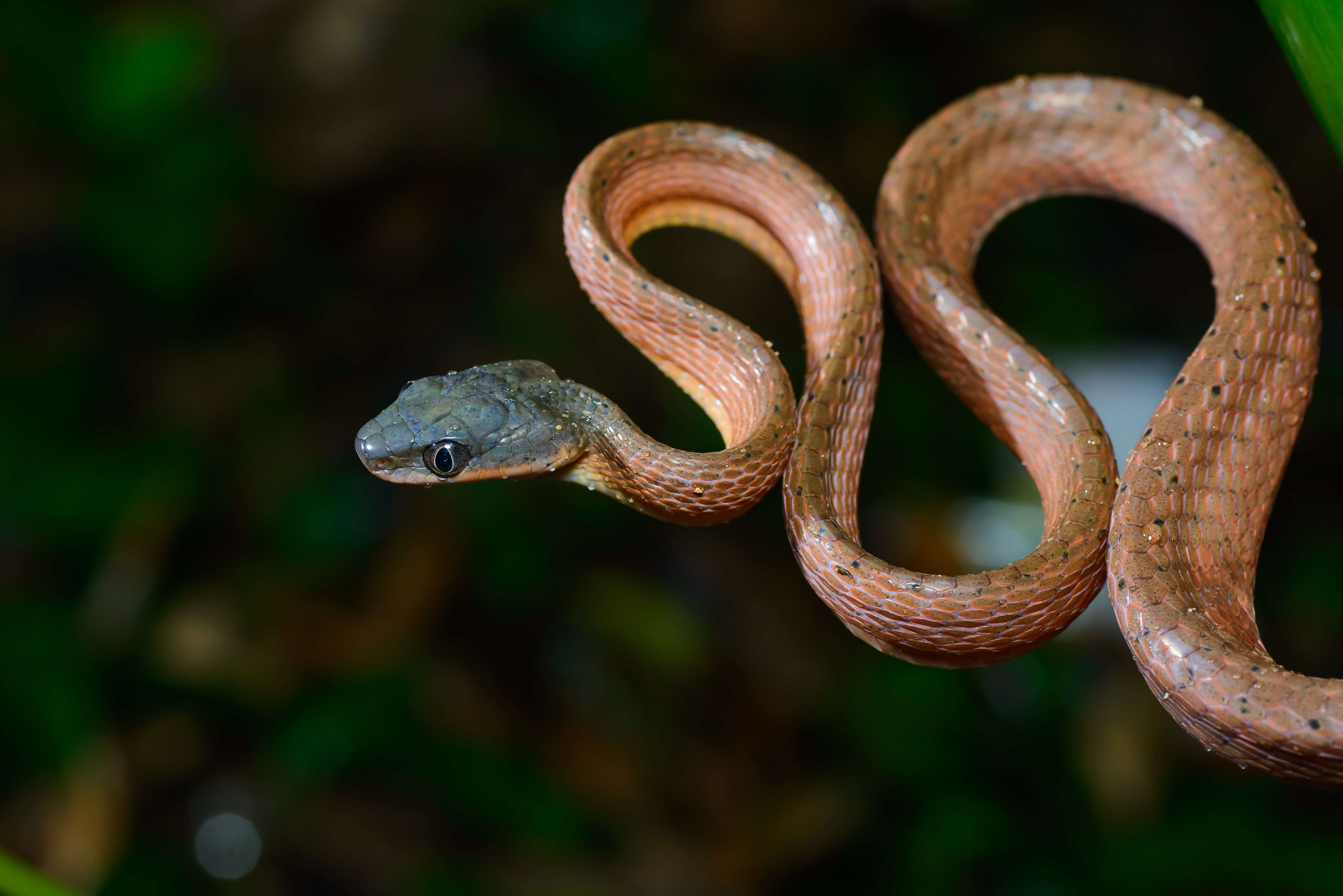 Image of Black-headed Cat Snake