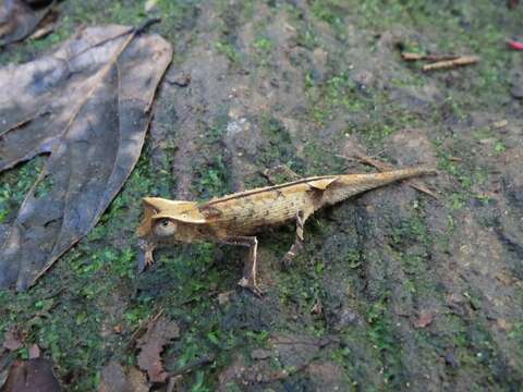 Image of Marojejy Leaf Chameleon