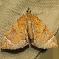 Image of Chevron Moth