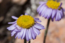 Image of early bluetop fleabane