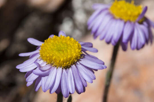 Image of early bluetop fleabane