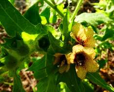 Image of black henbane