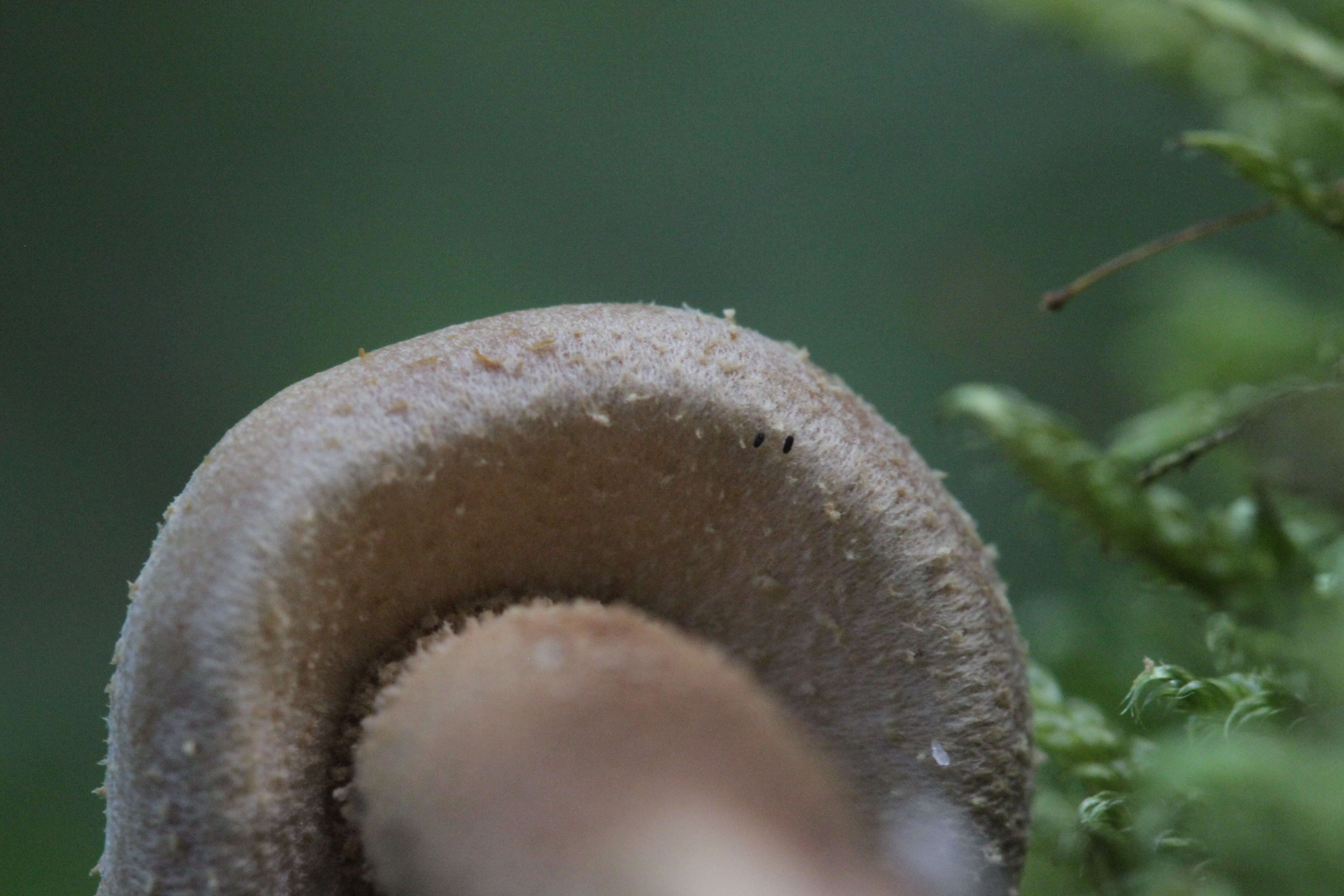 Kuehneromyces mutabilis (Schaeff.) Singer & A. H. Sm. 1946 resmi