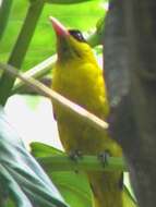 Image of Black-naped Oriole