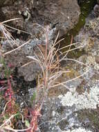 Image of aboriginal willowherb