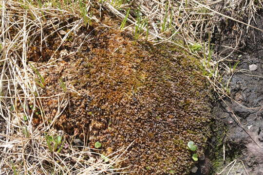 Image of Low sphagnum moss