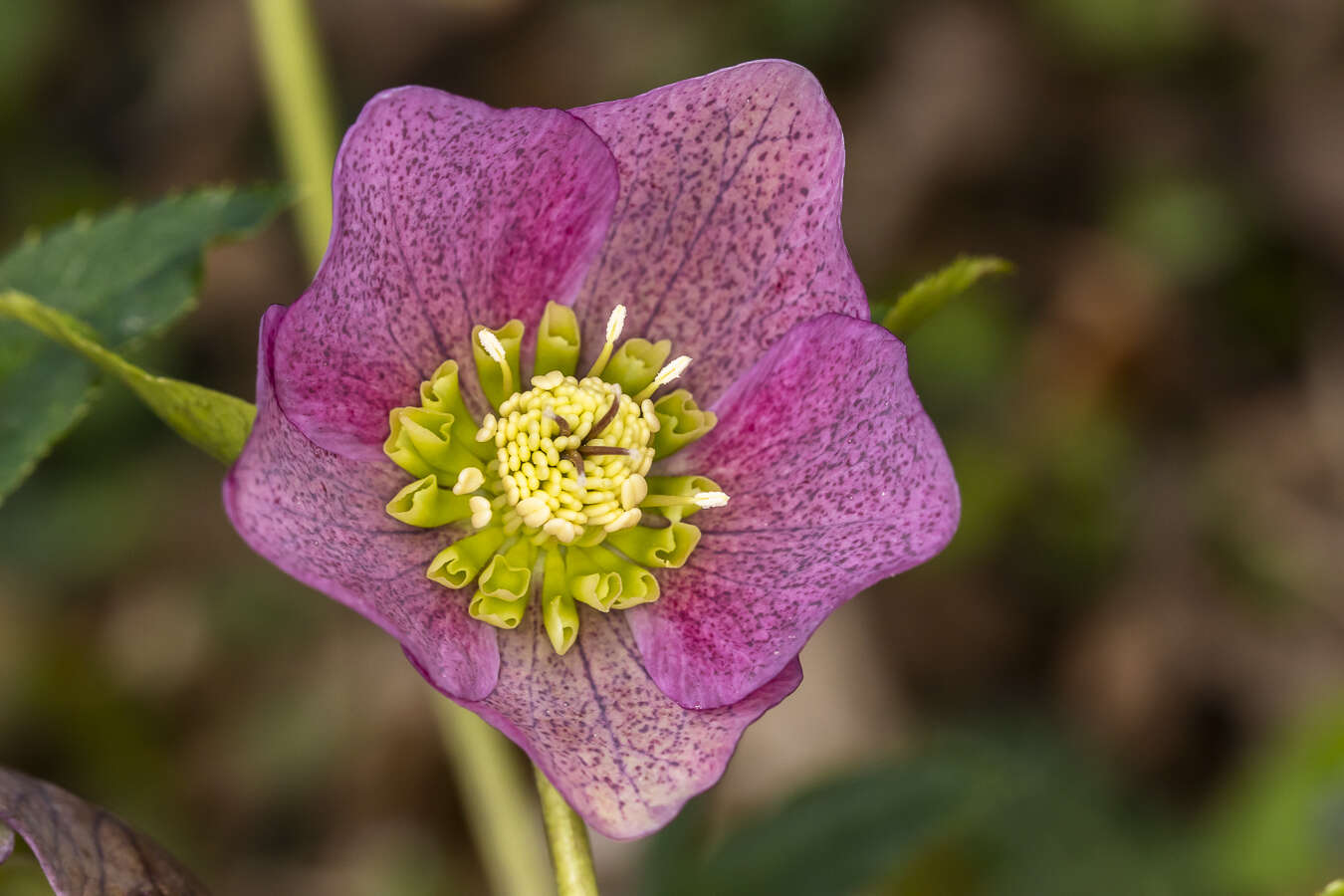 Image of lenten-rose