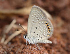 Image of Oriental Grass Jewel