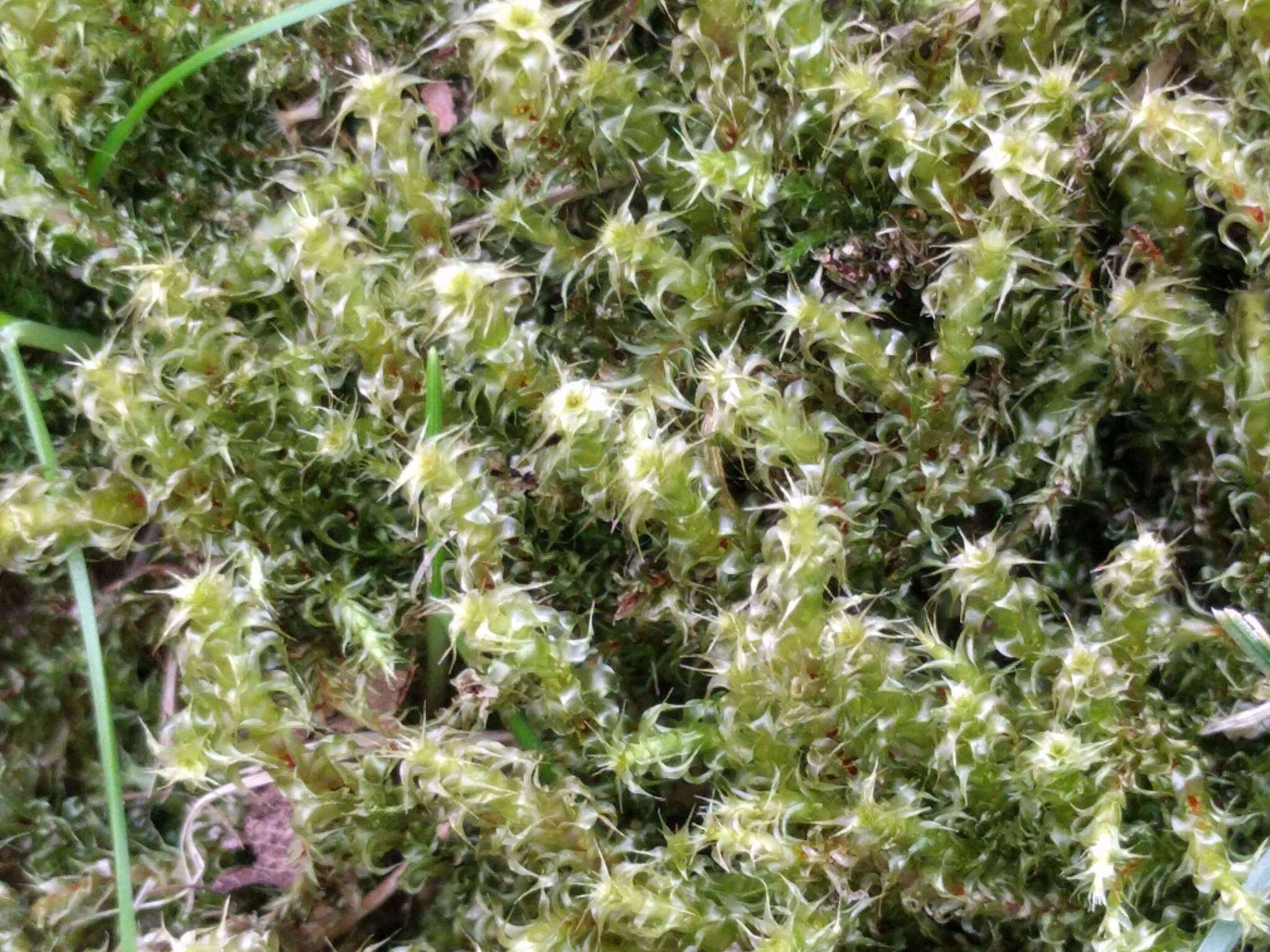 Image of square goose neck moss