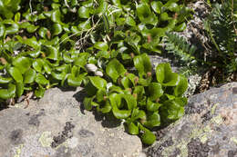 Image of netleaf willow